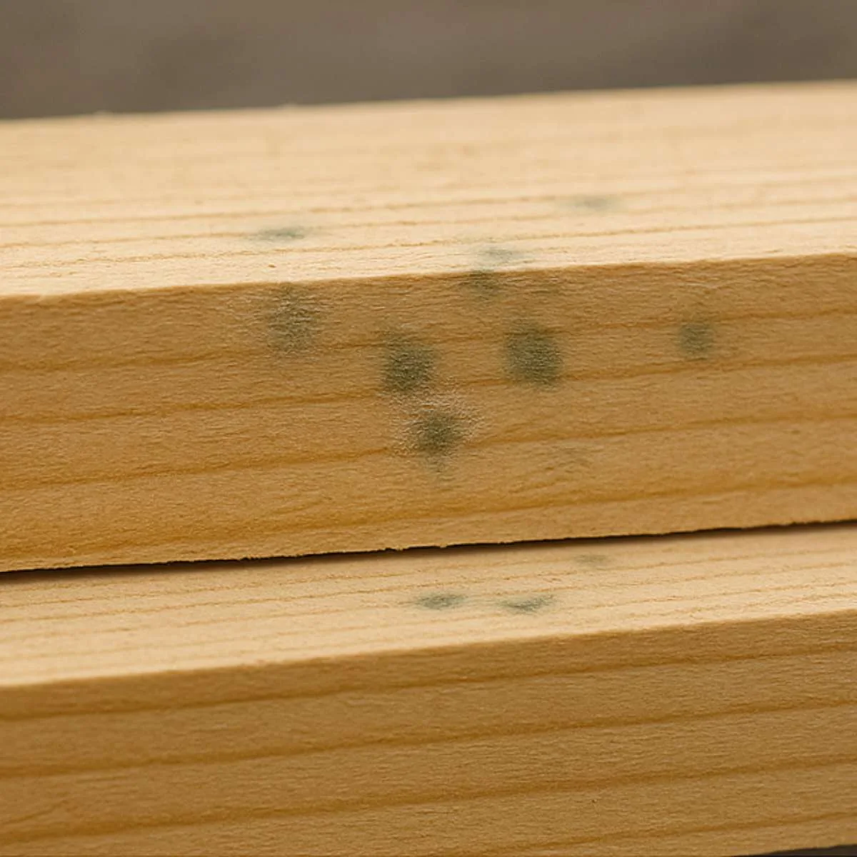 Primärschimmel auf frischem Holz – Anfangsstadium