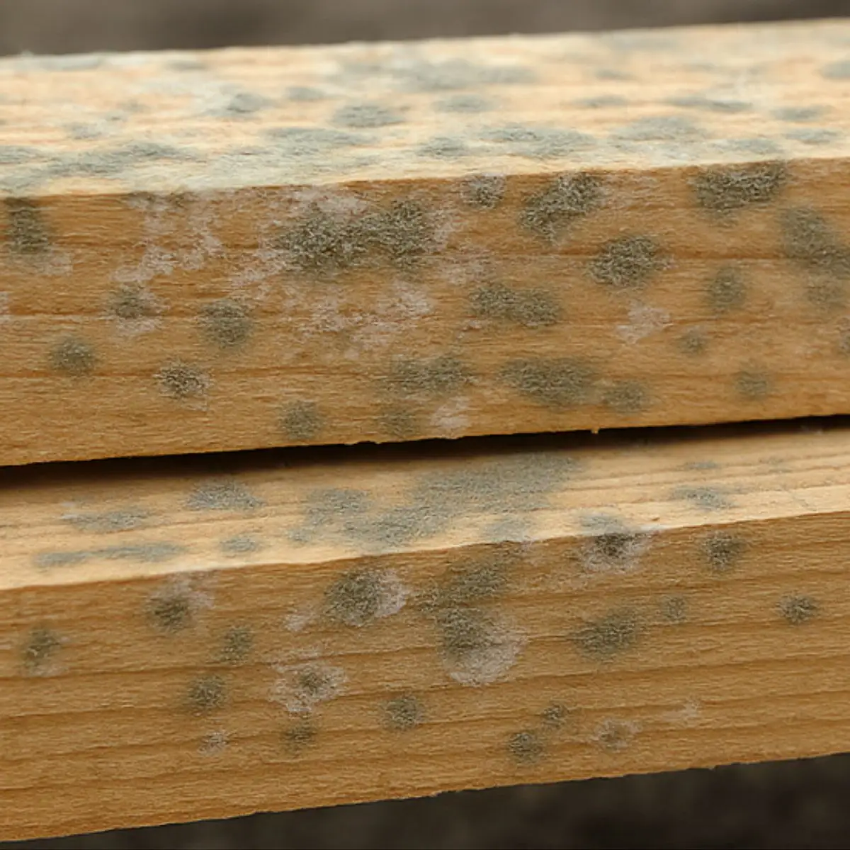 Primärschimmel auf frischem Holz – fortgeschrittenes Stadium