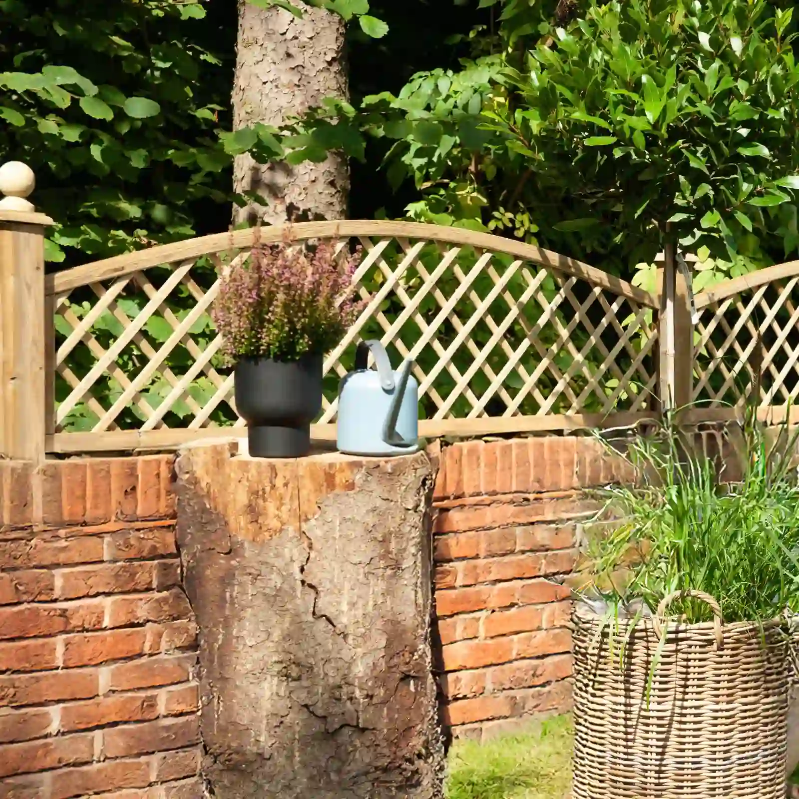 Kratka angielska z nadstawką (3)