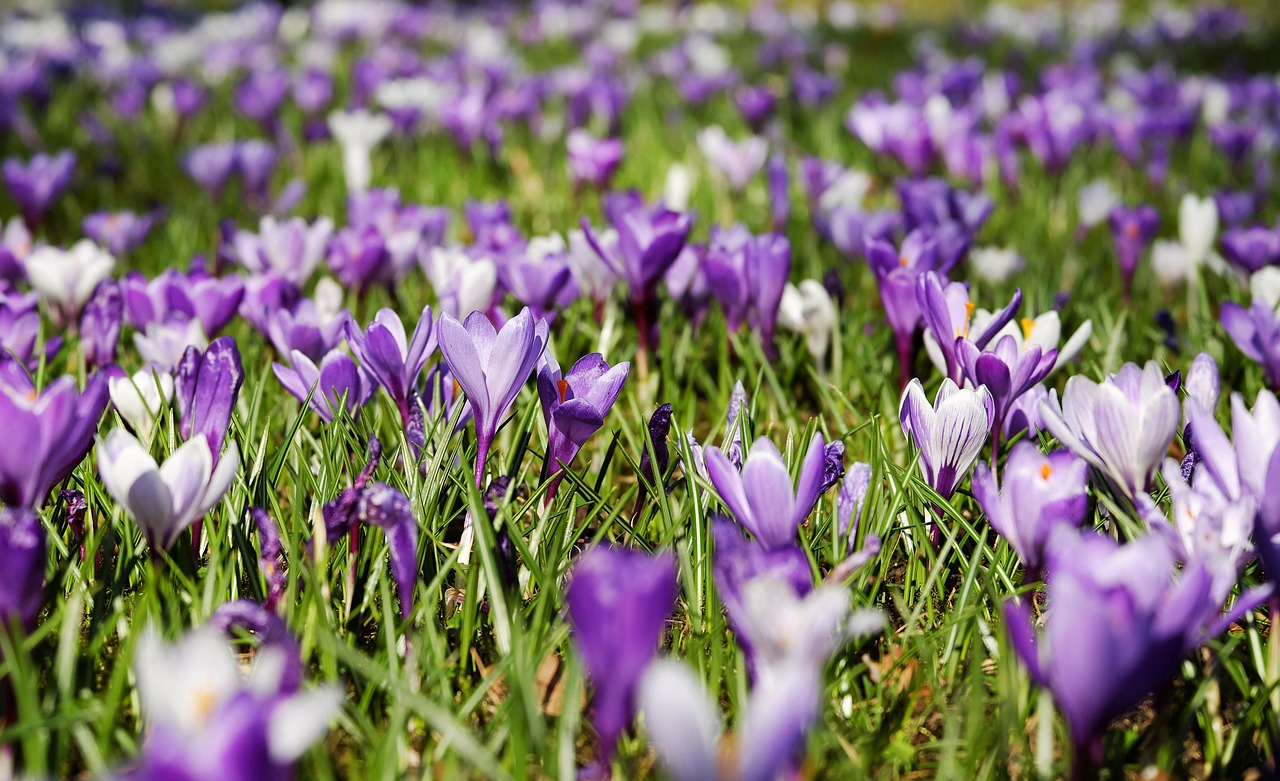 Farbenfrohe Krokusse in voller Blüte, perfekt für den Holzkasten auf dem Balkon