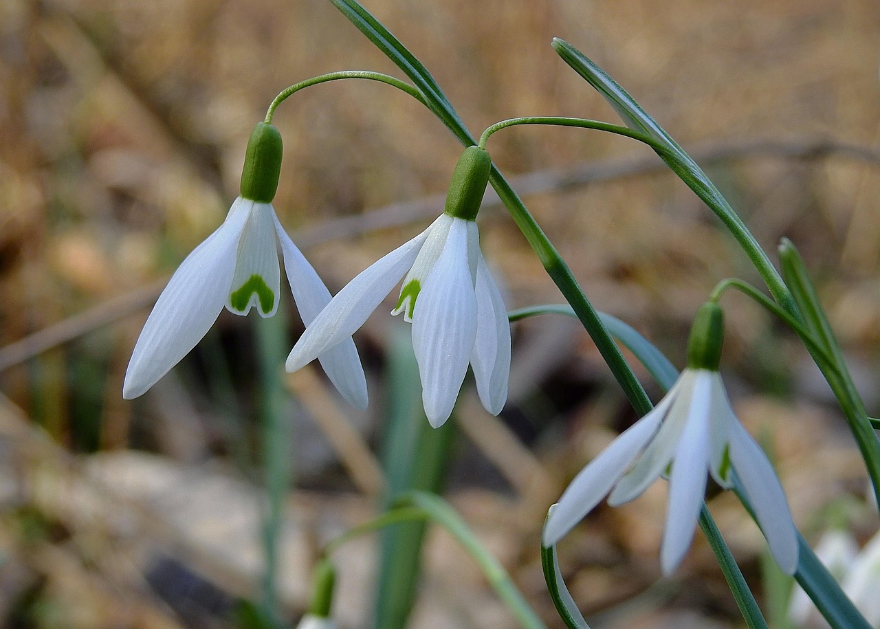 Weiße Schneeglöckchen, die durch den Schnee brechen – ein Frühlingssymbol